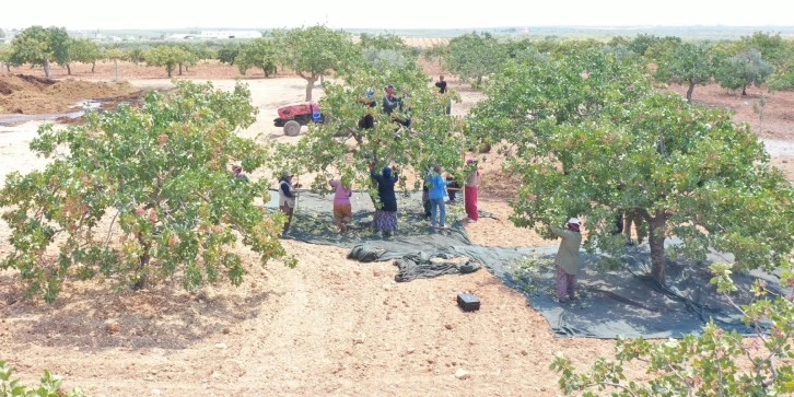  40 derecelik sıcakta hasat