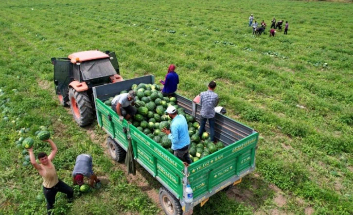 Adana karpuzunun marka değeri timlerle korunuyor