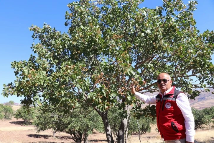 Antep fıstığı Sivas’ı sevdi