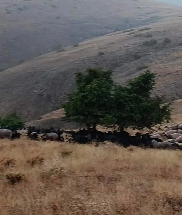 Elazığ'da yıldırım düştü, 20 hayvan telef oldu