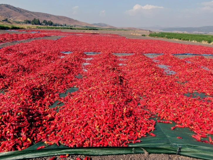  En acı hasat başladı