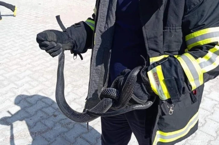 Eve giren yılanı itfaiye yakaladı