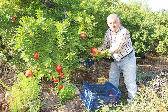 Hasadı devam eden narda  20 bin ton rekolte bekleniyor