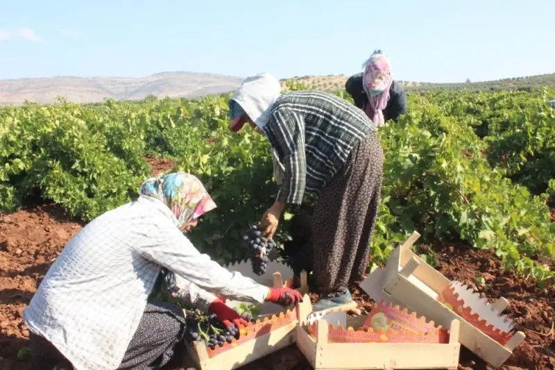 HOROZ KARASI ÜZÜMDE YÜKSEK REKOLTE