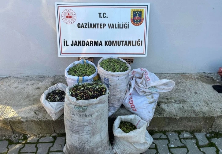 Jandarma 120 kilo zeytin çalan 3 şüpheliyi yakaladı