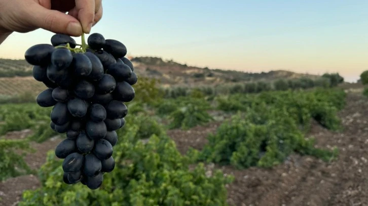 'Kilis horoz karası' yetişmeye başladı 