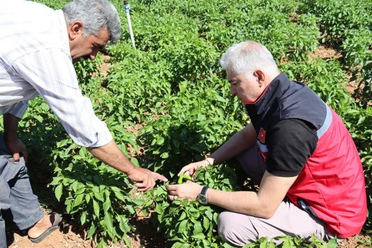 Kilis Tarım ve Orman Müdürü Küçük: Hasanceli köyü biber üretiminde önemli bir yere sahip