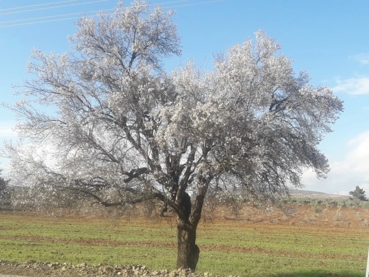 Kilis'te Badem Ağaçları Çiçek Açtı