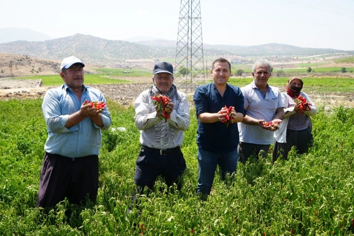  Kilis’te en acı hasat başladı