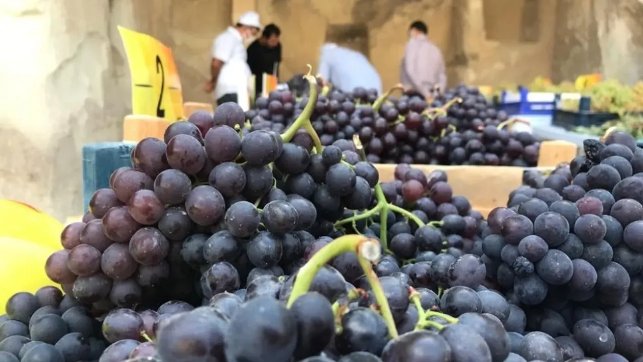 Kilis’te yaş üzüm alımları sürüyor