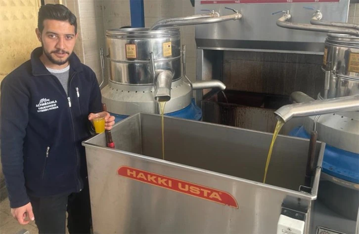 Kilis’te zeytin hasadı sona erdi