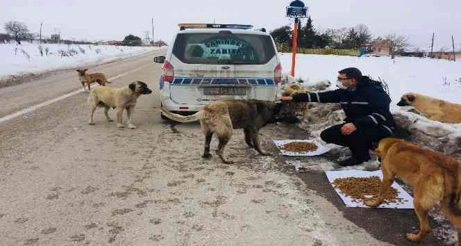 ŞAHİNBEY BELEDİYESİ SOKAK HAYVANLARINI UNUTMADI