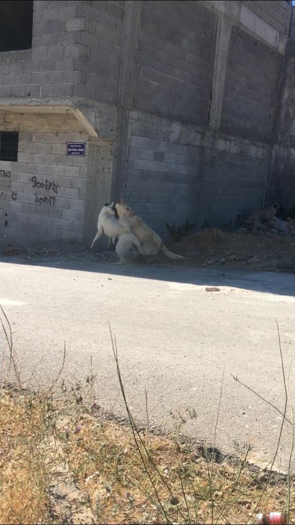 Sokak köpeklerinin saldırdığı şahıs yaralandı