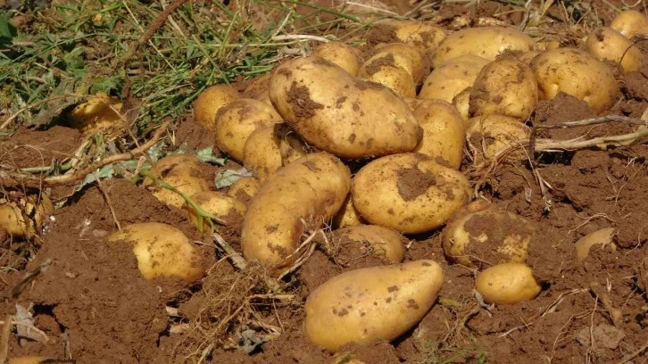  Verim ve kaliteden memnun kalan patates üreticileri, tarla satış fiyatını düşük buldu