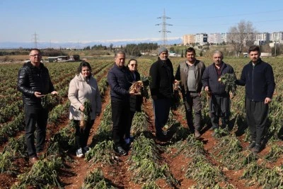 4 günlük zirai don, ürünleri etkiledi