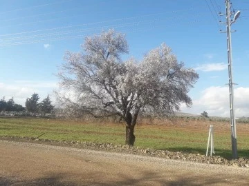 BADEM AĞAÇLARI ÇİÇEK AÇTI