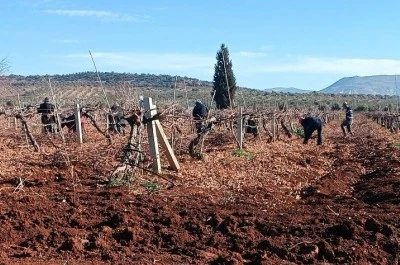 Bağ budama sezonu başladı