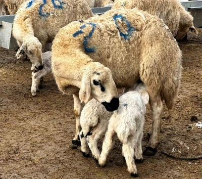 Baharın habercisi kuzuların doğumları başladı