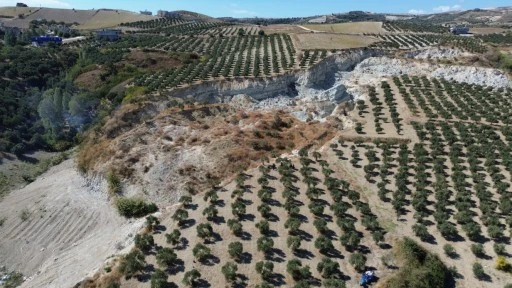 Bahçede tedirgin eden zeytin hasadı