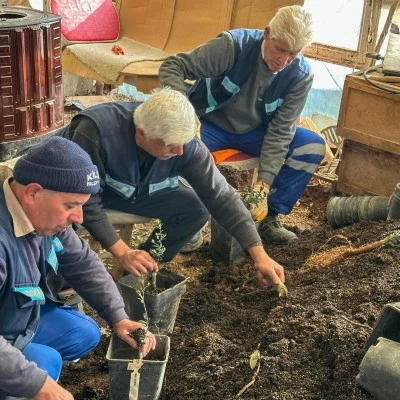 Belediye yerli zeytin fidanı üretiyor