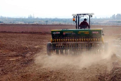 Buğday taneleri toprakla buluştu