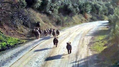 Çiftçilerin domuz sürüleri ile başı belada