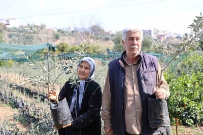 Dağdan topladıkları zeytin fidanlarını aşılayıp dayanıklı zeytin ağacı ortaya çıkardılar