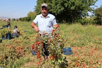 Domateste salçalık üzdü, sofralık ve ihracat sevindirdi