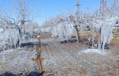 Fıstık bahçesi buz tuttu