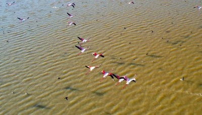 Flamingolar gökyüzünü renklendirdi