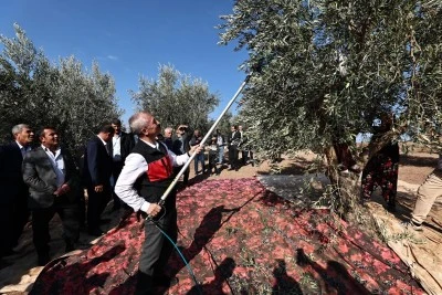 BAŞKAN TAHMAZOĞLU ZEYTİN HASADINA KATILDI