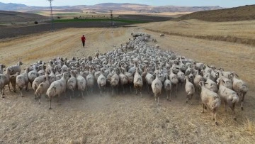 Hayvan sahipleri isyan etti: ‘Türk çoban kalmadı'