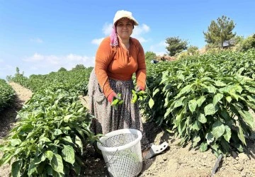 Kavurucu sıcakta en acı hasat