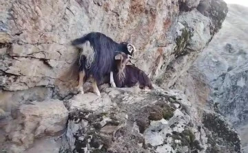 Kayalıkta mahsur kalan keçiler, 4 gündür kurtarılmayı bekliyor