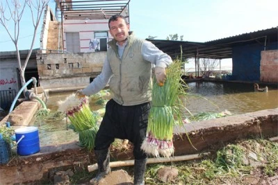 Kilis‘in kırmızı bacaklı yeşil sarımsağı çıktı [ÖZEL HABER]