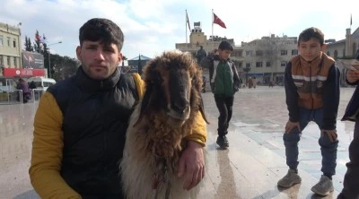 Kilis sokaklarında koyunu ile gezen genç ilgi odağı oldu