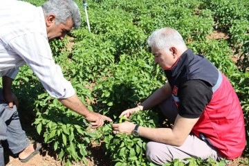 Kilis Tarım ve Orman Müdürü Küçük: Hasanceli köyü biber üretiminde önemli bir yere sahip