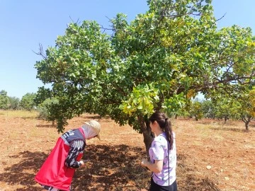 Kilis'te Antepfıstığında rekolte çalışması yapıldı