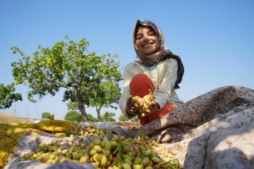 Kilis'te fiyatı altın ile yarışan boz fıstığın hasadı başladı