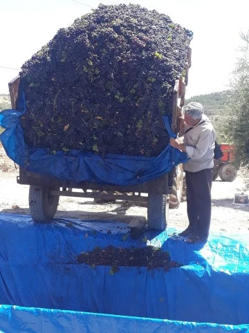 Kilis’te yaş üzüm alımları başlıyor