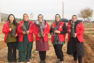  Kilis’te zeytin fidanları toprakla buluştu