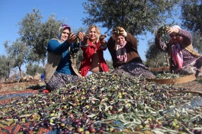  Kilis, Türkiye'nin Zeytin Haritasında Önemli Bir Konumda