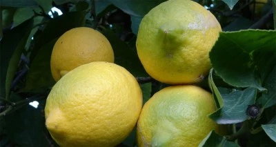 Limonda yoğun hasat dönemi: Fiyatı 6-7 TL’ye kadar düştü