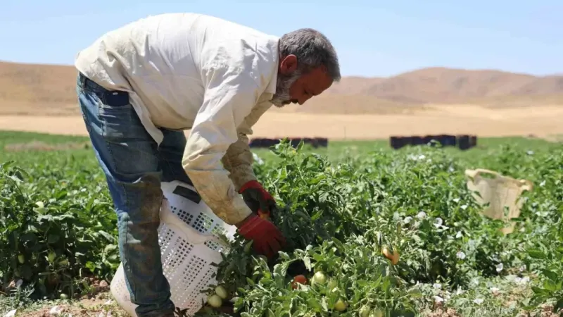 Mevsimlik işçilerin sıcak altında ekmek mücadelesi