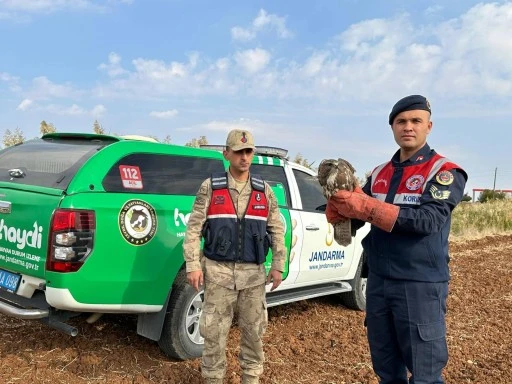 Yaralı Kızıl Şahin Kuşu’nu Jandarma buldu 