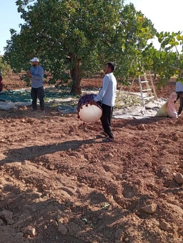 Fıstık hasadı davul eşliğinde devam ediyor