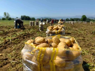 Patates ihracatı 6 ayda 15 kat arttı