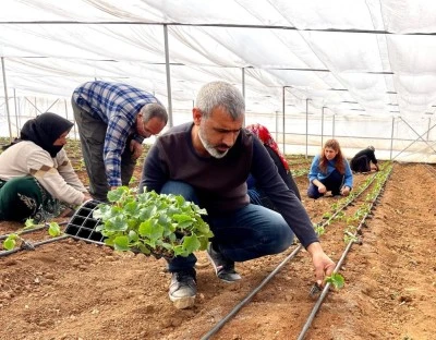 Sebze fideleri seralarda toprakla buluştu