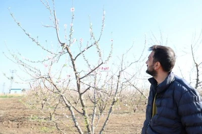 Şeftali ağaçları erken çiçek açtı