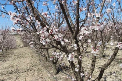 Sıcaklık arttı, kayısı bahçeleri beyaz gelinliğini erken giydi